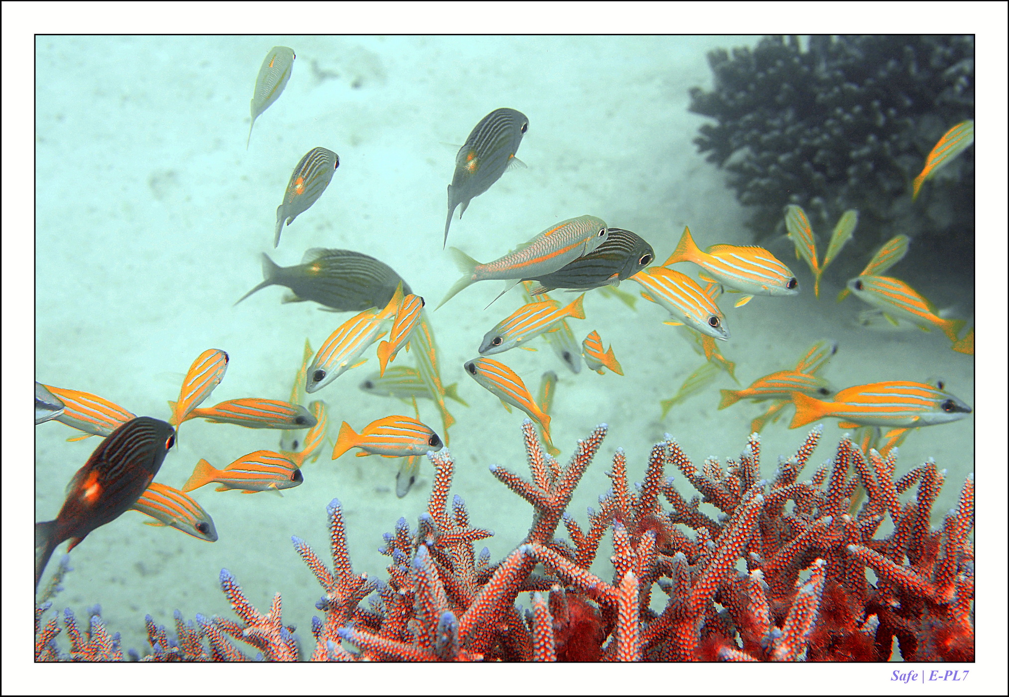 2022 - 07 - snorkeling Maldives - 008